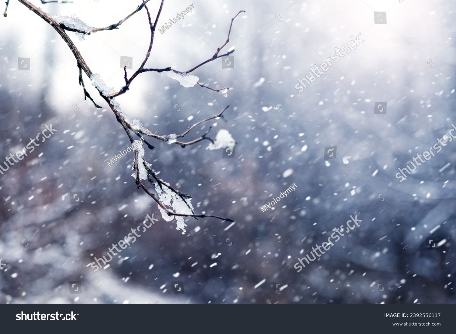 A snow-covered tree branch in a winter forest during a blizzard