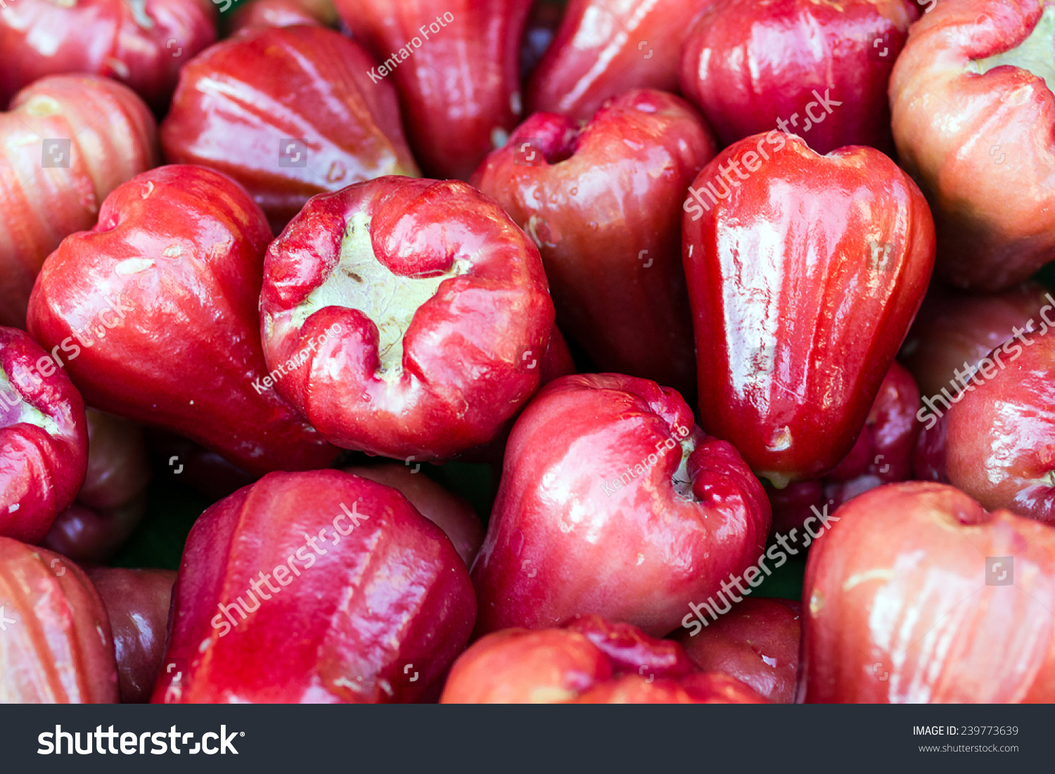 Rosoe Apple  Eugenia Javanica  Syzygium samarangense  many Rosoe Apple