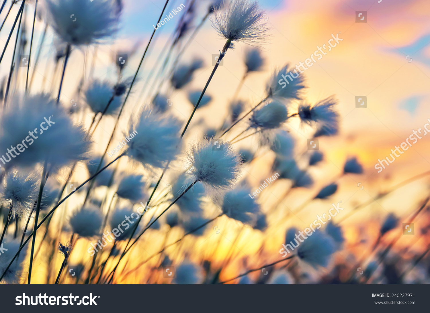 Cotton grass on a background of the sunset sky