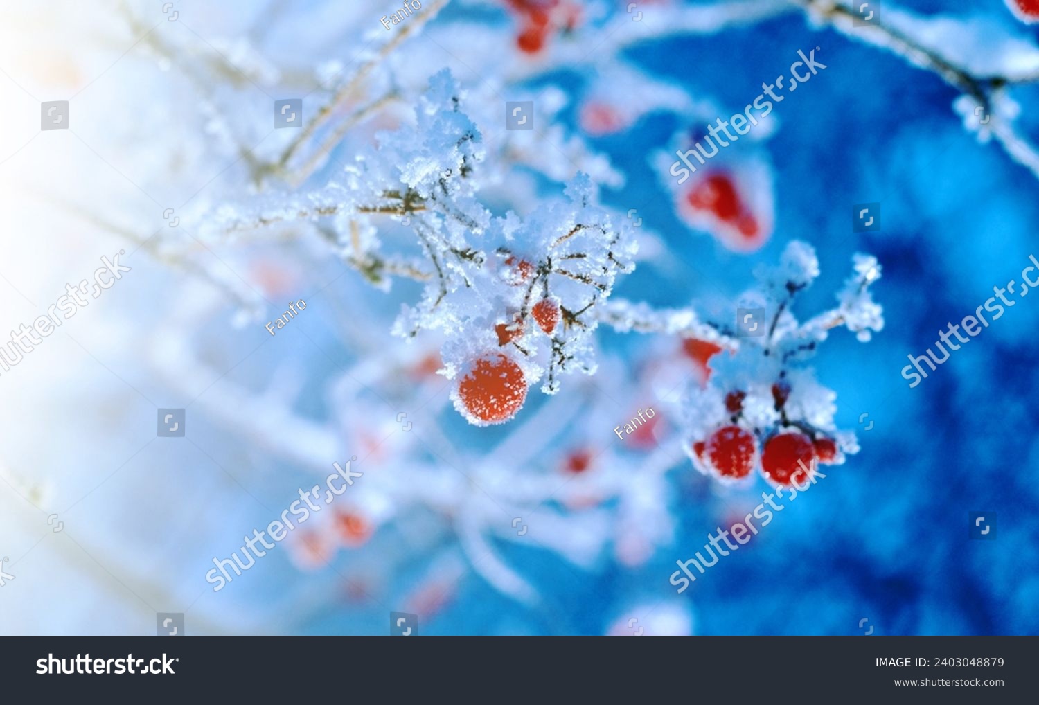 Red berries of viburnum with hoarfrost on the branches . closeup