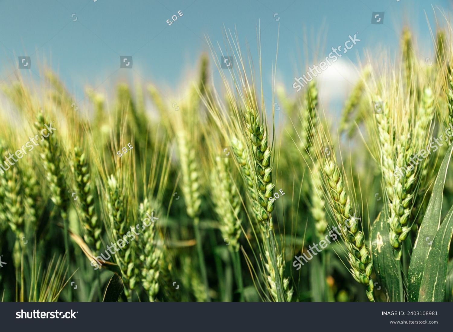 Close up of ripe wheat ears against beautiful sky with clouds.