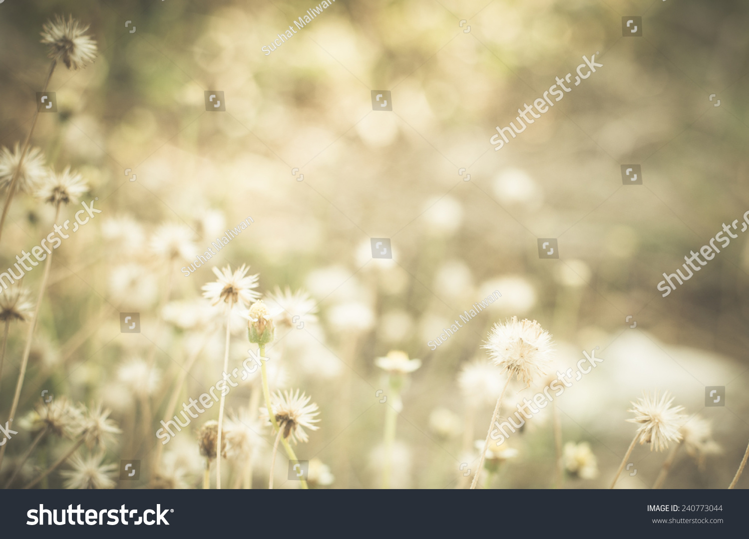 plants dandelions