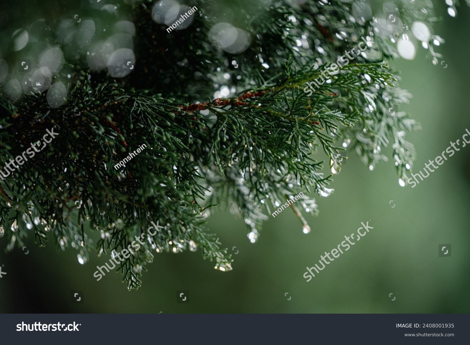 Green background  coniferous tree branches after rain  drops on tree branches