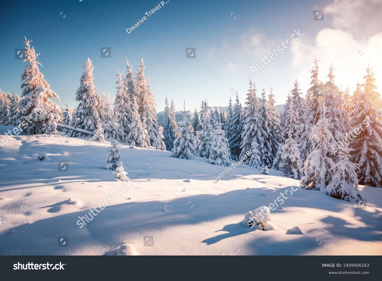 Fabulous view of snow-capped spruces on a frosty day glowing by sunlight. Location place Carpathian mountains  Ukraine  Europe. Photo wallpapers. Happy New Year concept. Discover the beauty of world.