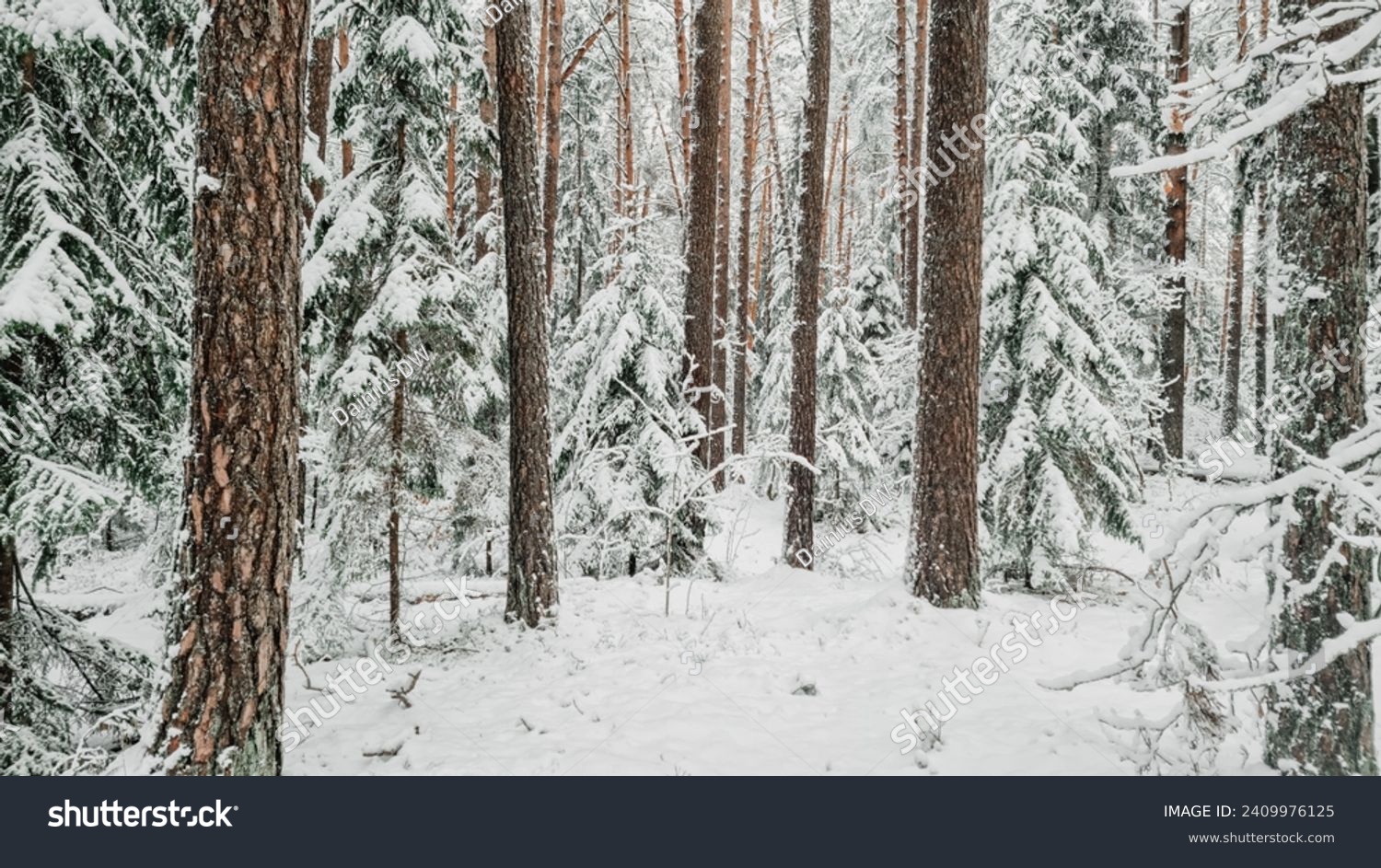 Snow in the pine forest. Pine forest in snow. Snowy pinewood. Pine trees in winter forest.