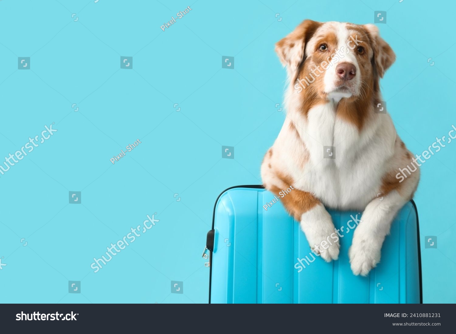 Cute Australian Shepherd dog with suitcase on blue background. Travel concept