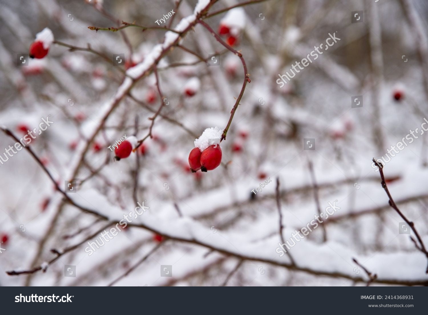 Snow covered red rosehip berries on winter bush