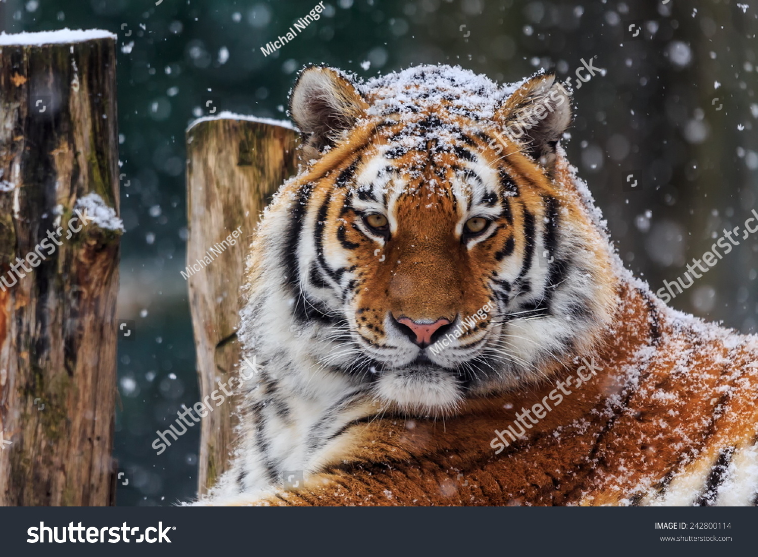 Siberian tiger with snow