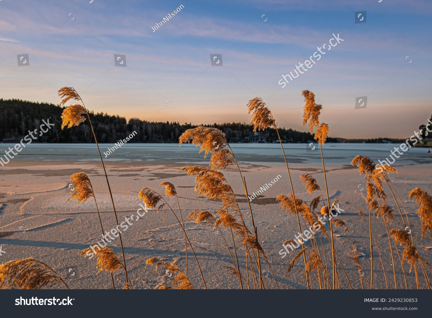 Common reed (phragmites australis) in winter  frozen lake  clear sky  light cirrus layer  golden sunlight. Late winter in Sweden.	
