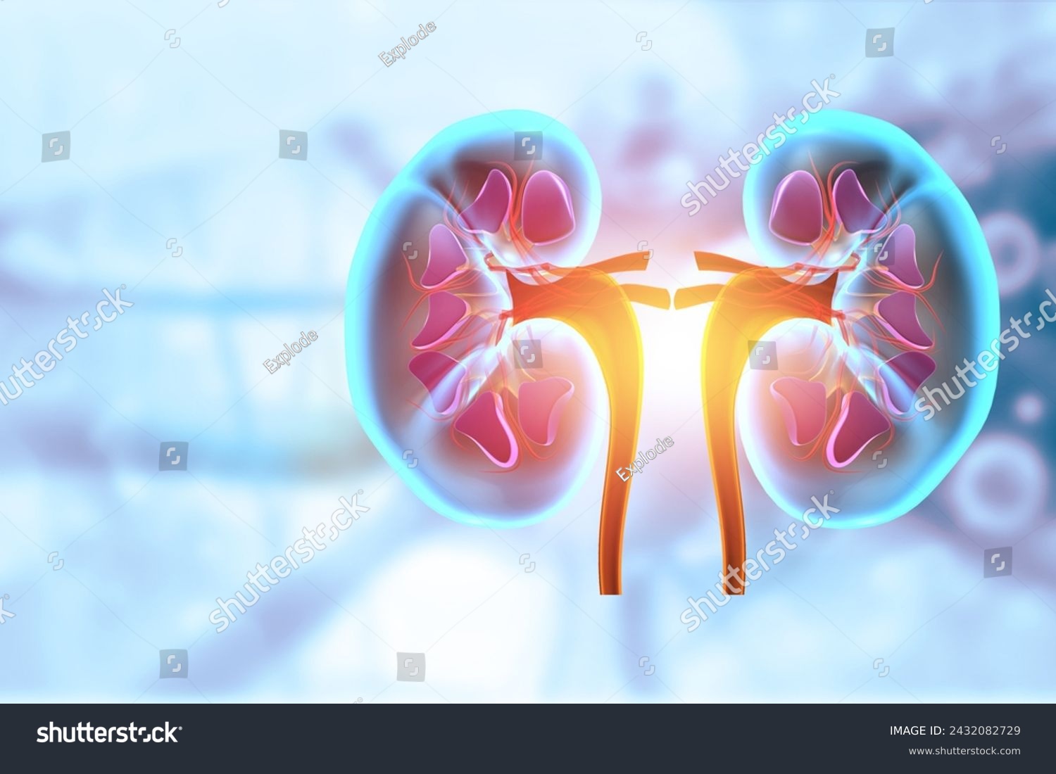 Human kidney anatomy. medical diagram. 3d illustration	