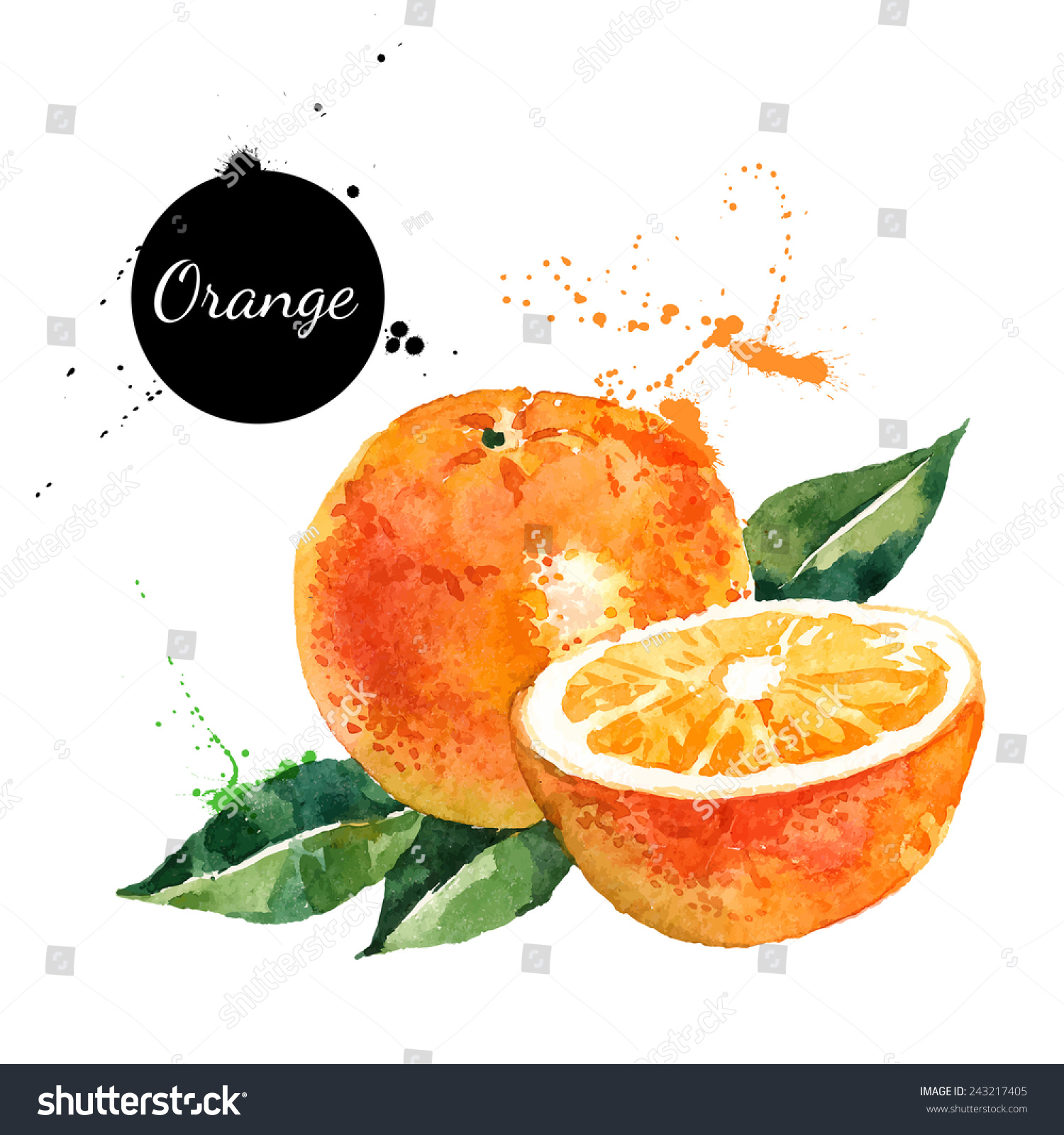 Hand drawn watercolor painting on white background. Vector illustration of fruit orange	