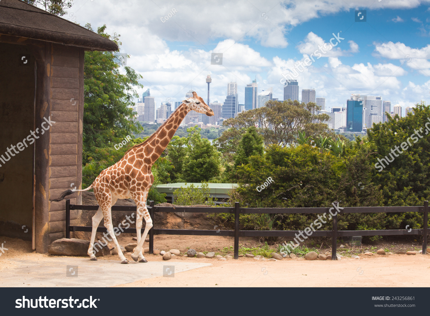 Australia Sydney city Taronga Zoo Giraffe place long neck spotted animals feeding green tree branch with cityscape of CBD landmarks in the background