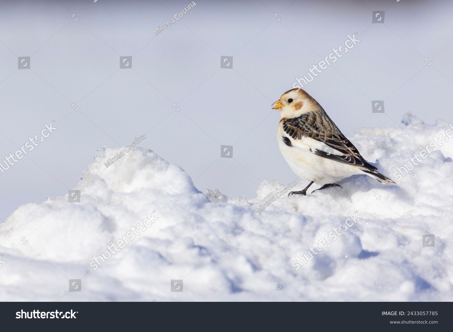  snow bunting (Plectrophenax nivalis) in winter