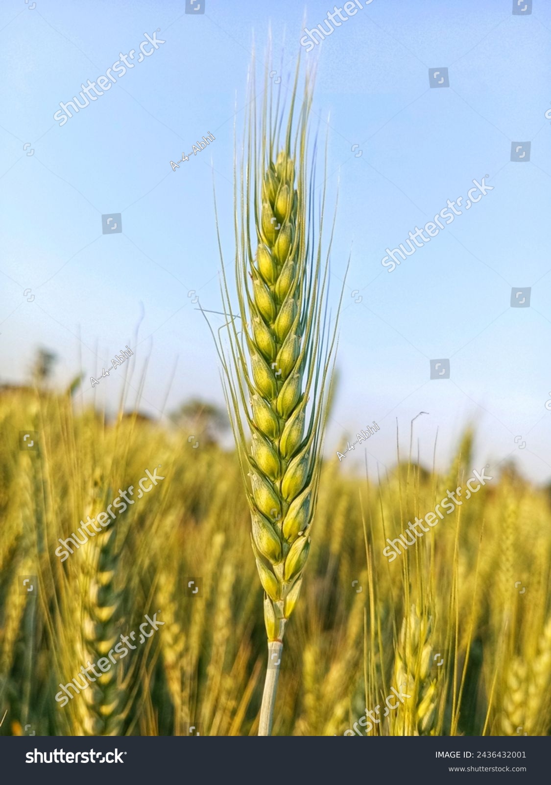 HD Nature image  field  corn  wheat  wheat field  wheat ear  wheat plants  agriculture  rural  farming  park ।। 