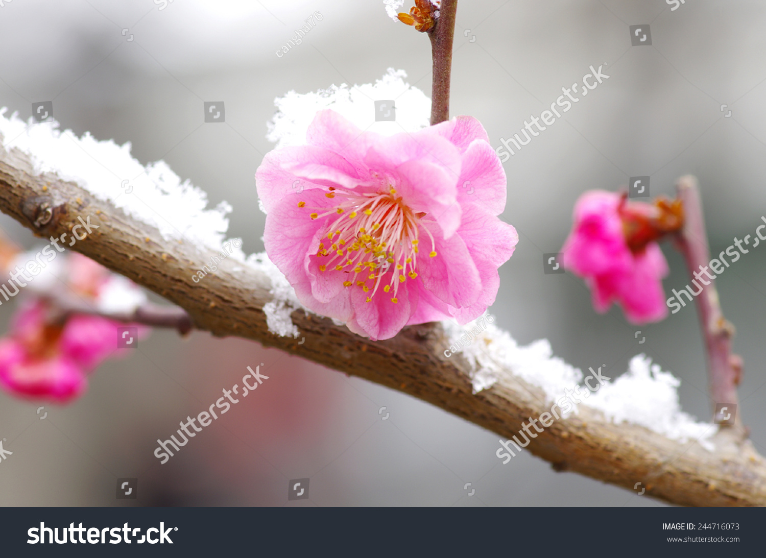 The plum blossom