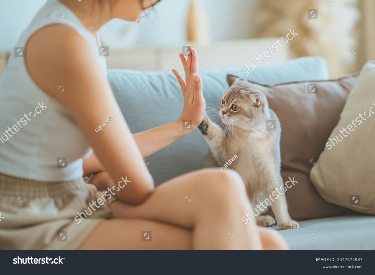 Woman and cute Scottish fold cat raising paw giving a high five at home. handshake pet lover concept