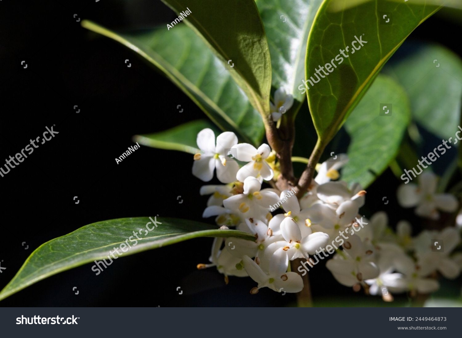 Burkwood Osmanthus in springtime  covered in white scented flowers
