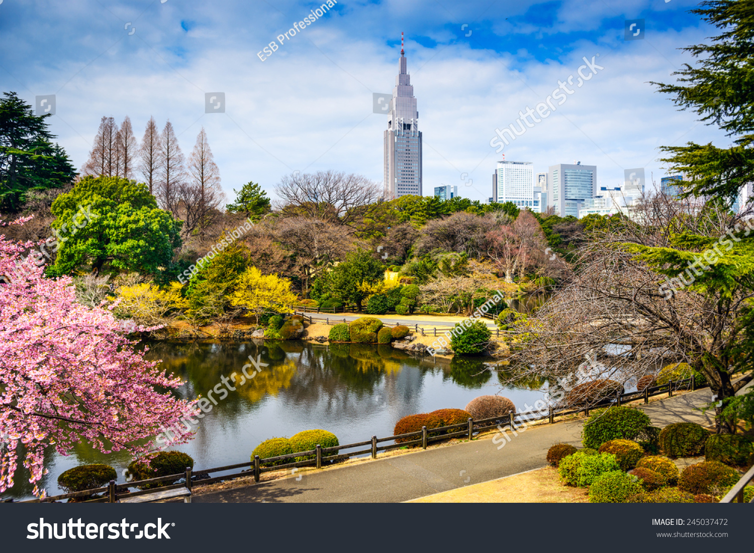 Shinjuku Gyoen Park  Tokyo  Japan in the spring cherry blossom season.