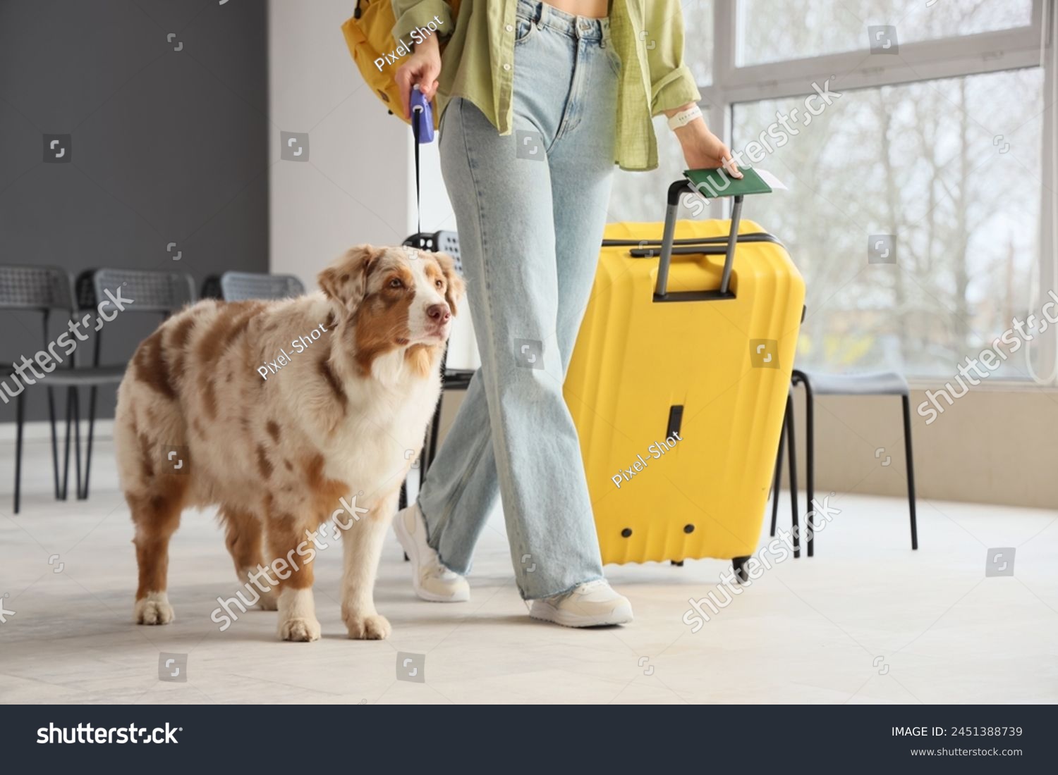 Female tourist with suitcase and Australian Shepherd dog walking at airport