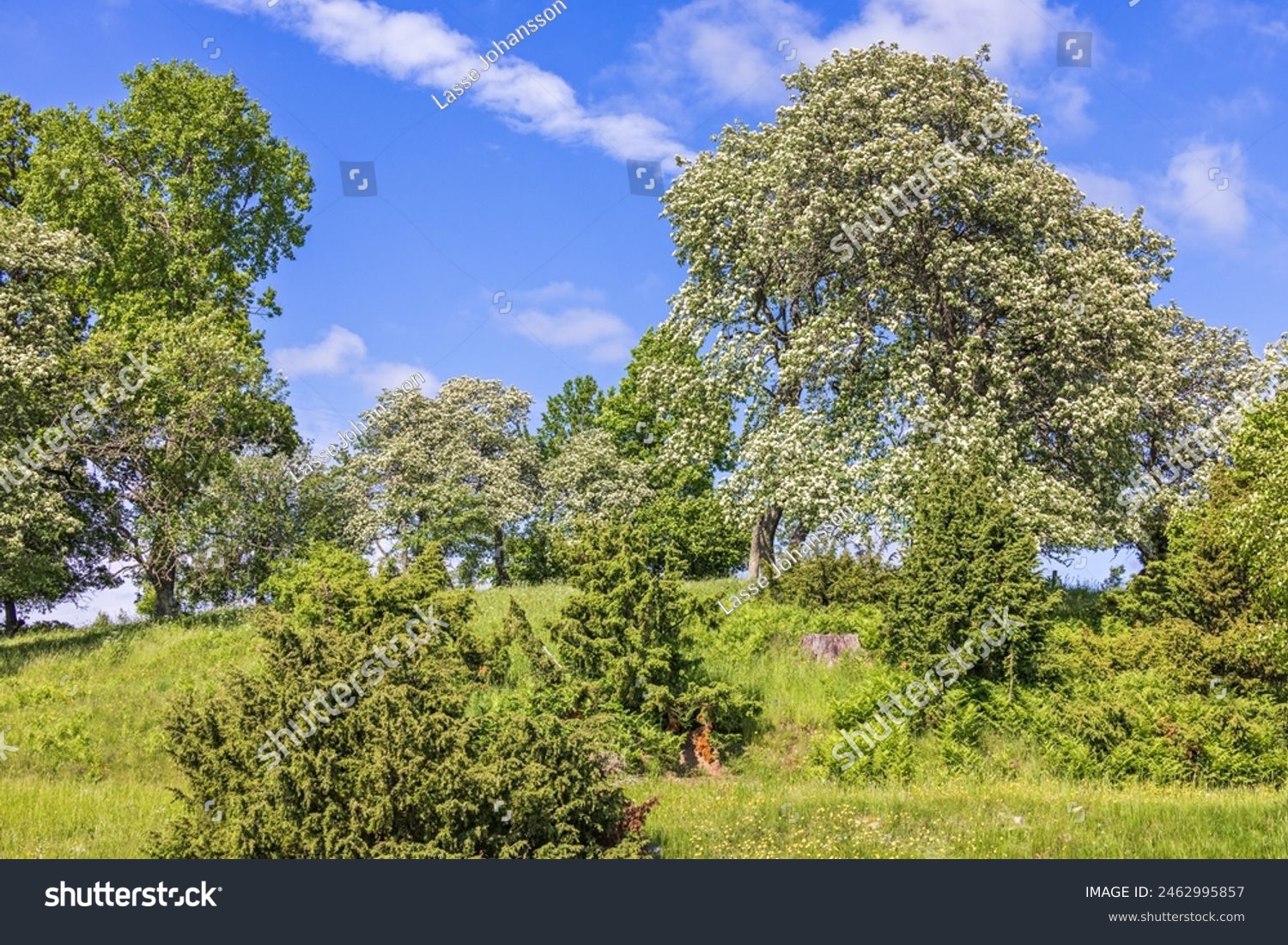 treegroveonahillwithfloweringswedishwhitebeamtree