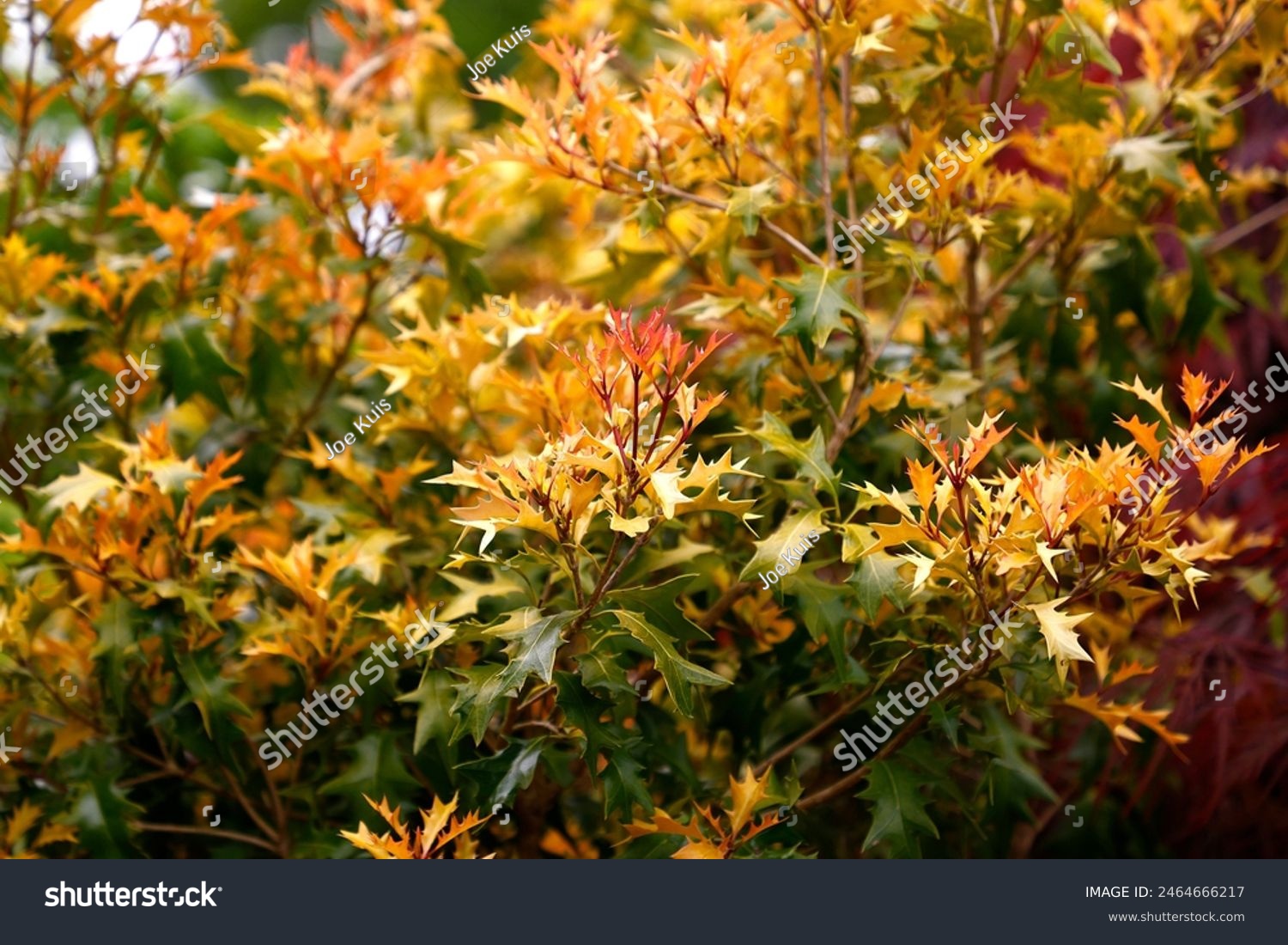 Closeup of the golden yellow evergreen leaves of the hardy perennial garden shrub osmanthus heterophyllus all gold.