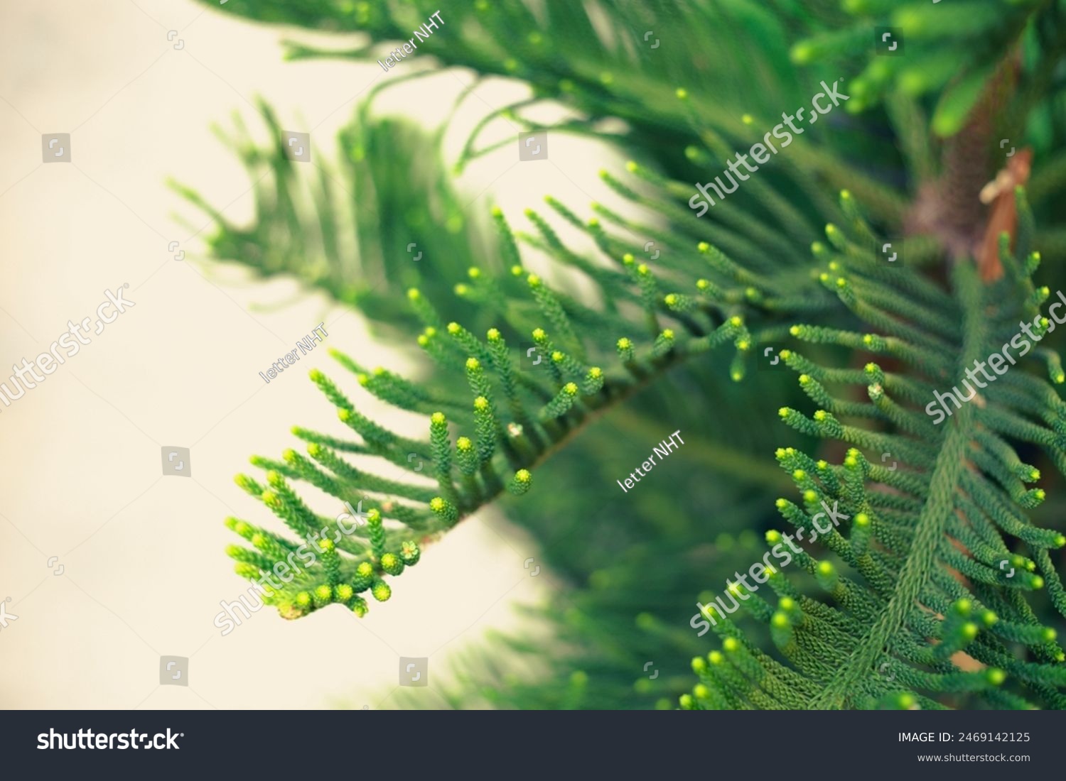 Cypress Araucaria columnaris is an evergreen tree with a Araucaria columnaris height of over 60 m and a trunk diameter of 200 cm. The Araucaria columnaris trunk has true and false rings that are form