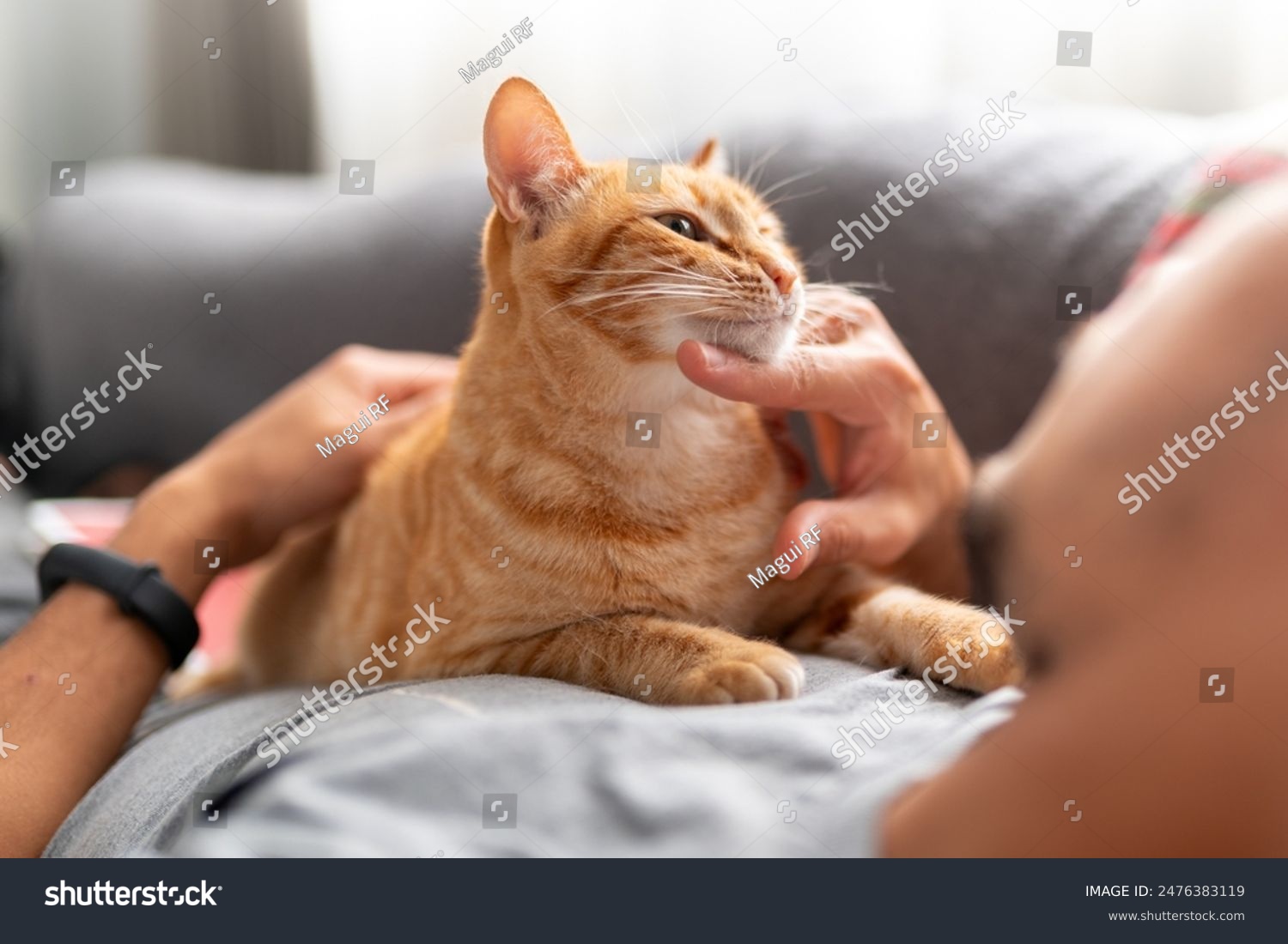 young man lying on a sofa interacts with a brown domestic cat