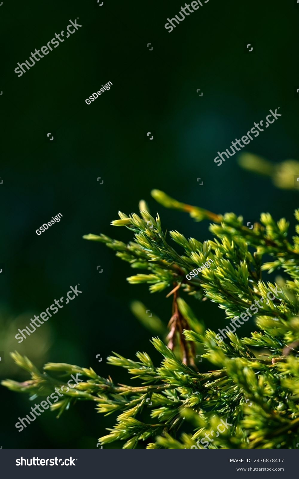 Lemon cypress bright evergreen foliage