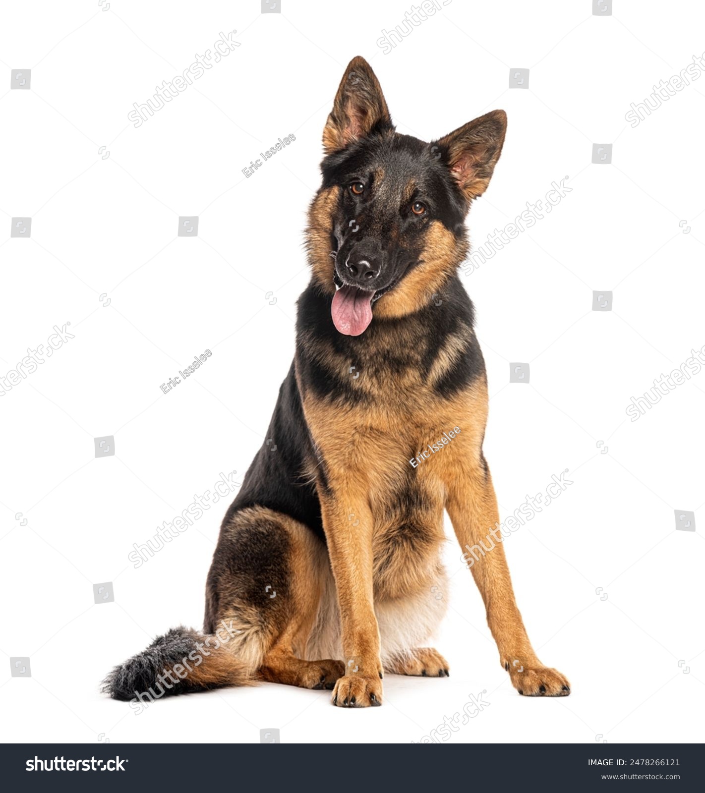 german shepherd dog sitting and panting