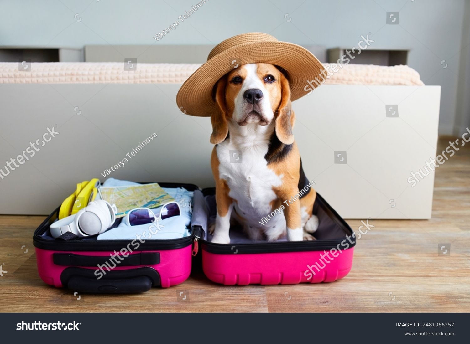 A beagle dog at a suitcase with things for a summer vacation at sea. 
