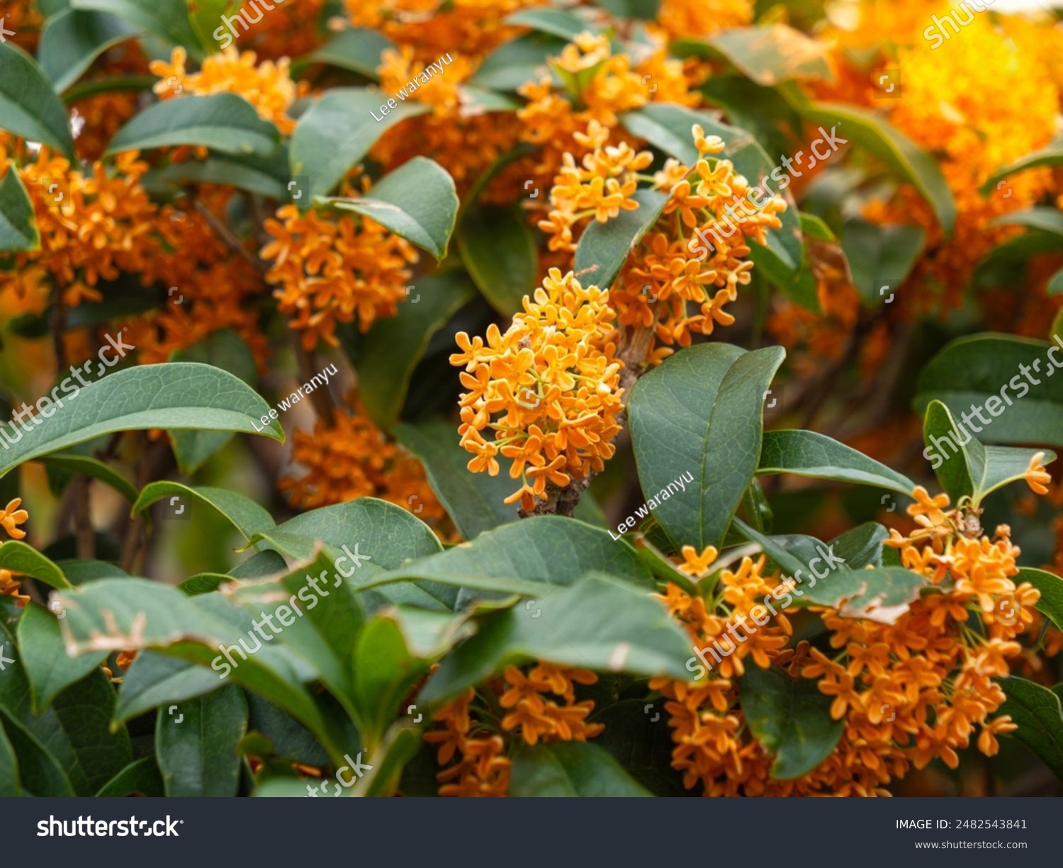 Beautiful small flowers of fragrant olive(Osmanthus fragrans)or tea olive with green leaves in the park
