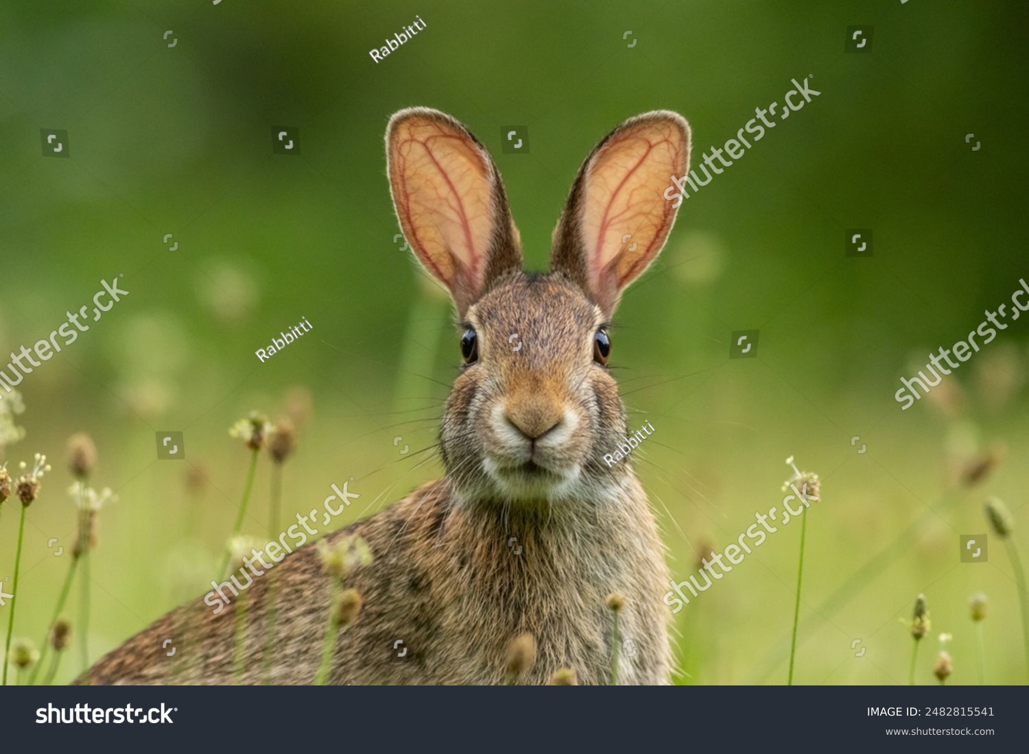 Small young Eastern Cottontail Rabbit Sylvilagus floridanus facing camera straight on center soft green background