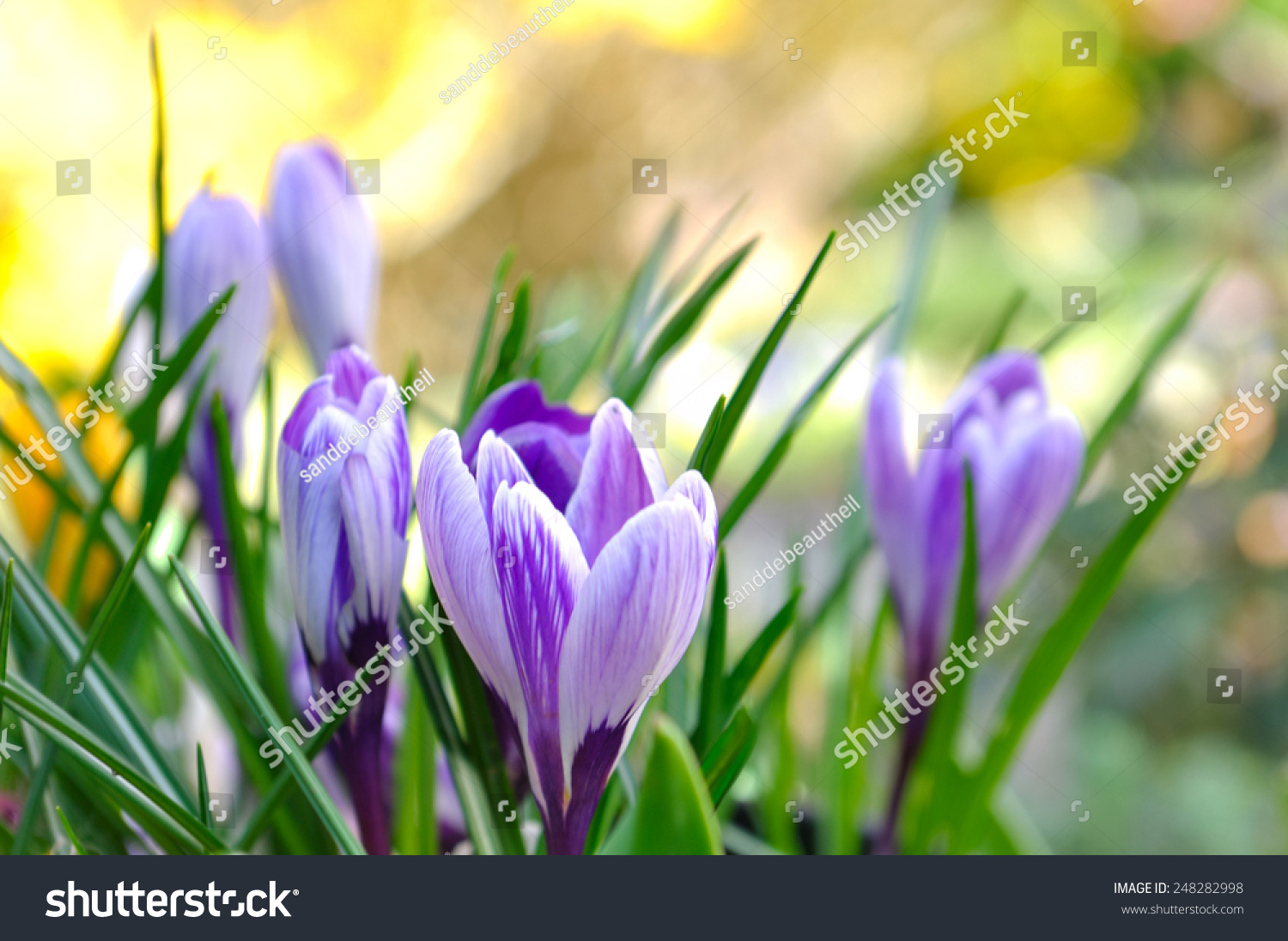 pretty crocus on colorful background 
