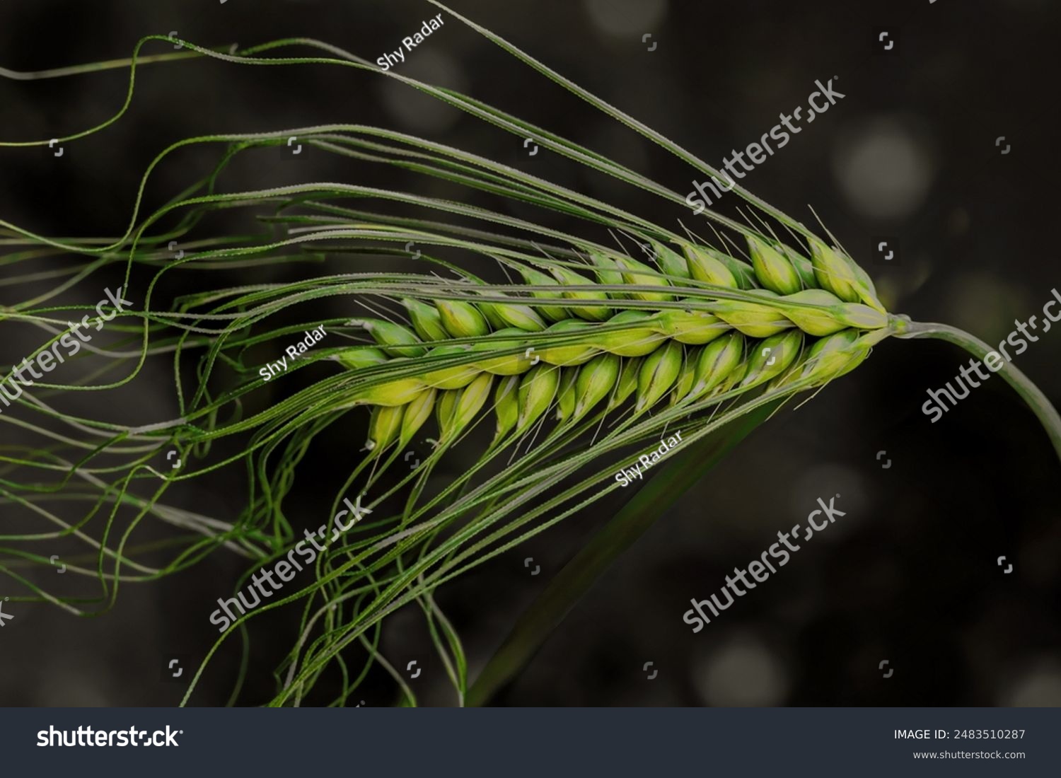 A single stalk of green barley with beard isolated on a dark background