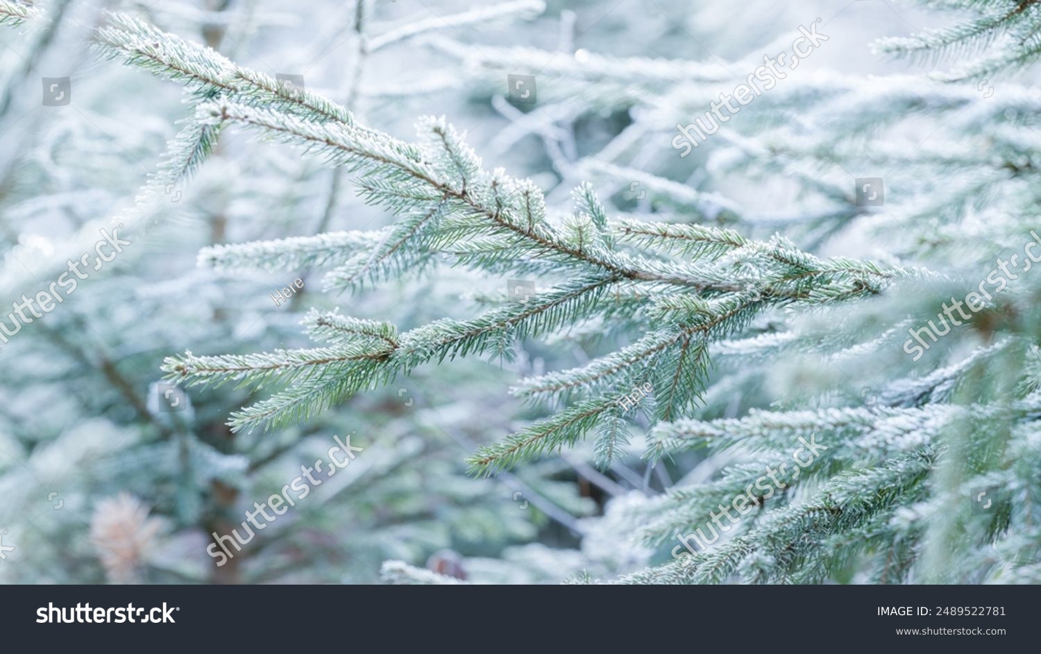 CHRISTMAS TREE IN FROSTY WINTER FOREST  CHRISTMAS NATURE WOOD BACKDROP BACKGROUND FOR CHRISTMAS MONTAGE
