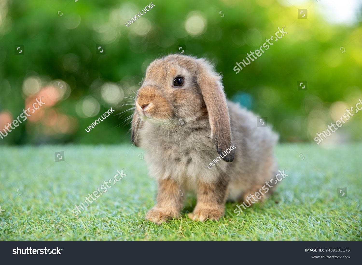 Healthy lovely baby bunny easter brown rabbit on green garden nature background. Cute fluffy rabbit animal symbol of easter day festival.