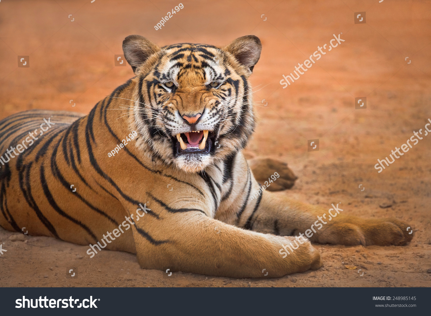tiger action