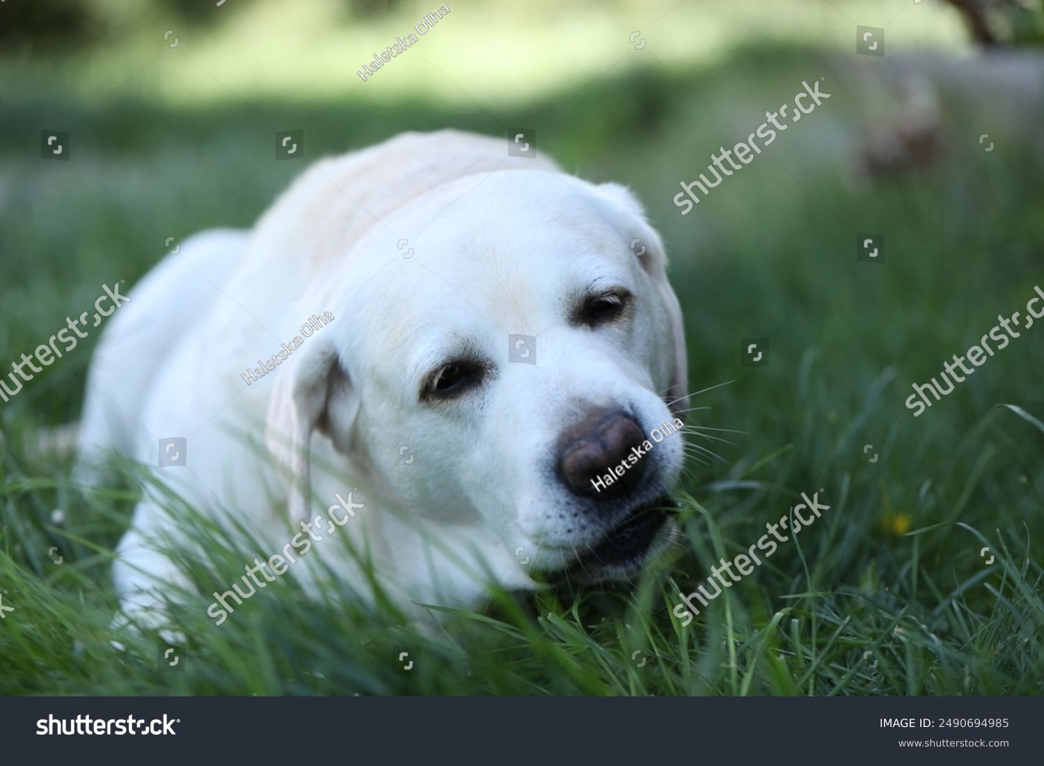 Picture of Cute white labrador eating grass in summer garden_站酷海洛_正版图片_视频_字体_音乐素材 ...