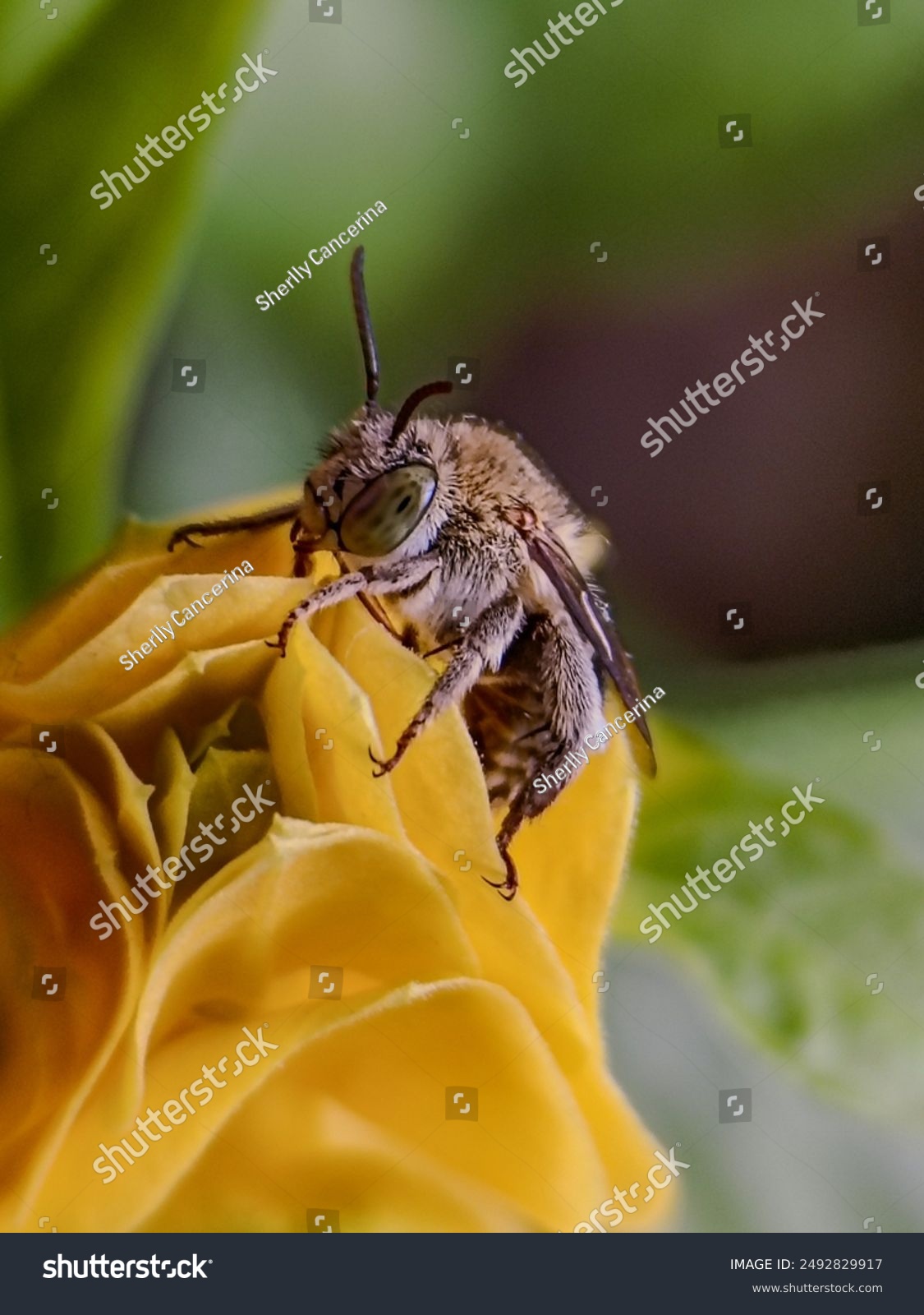 macro image of honey bee apis mellifera pollinating insect on