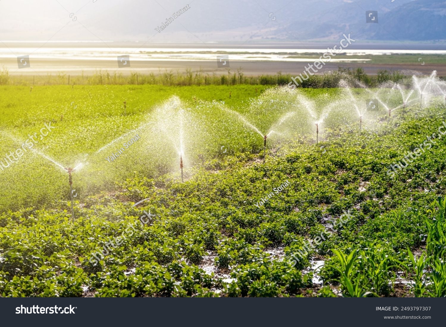 Automatic Sprinkler irrigation system watering in the vegetable farm. Selective focus and motion blur