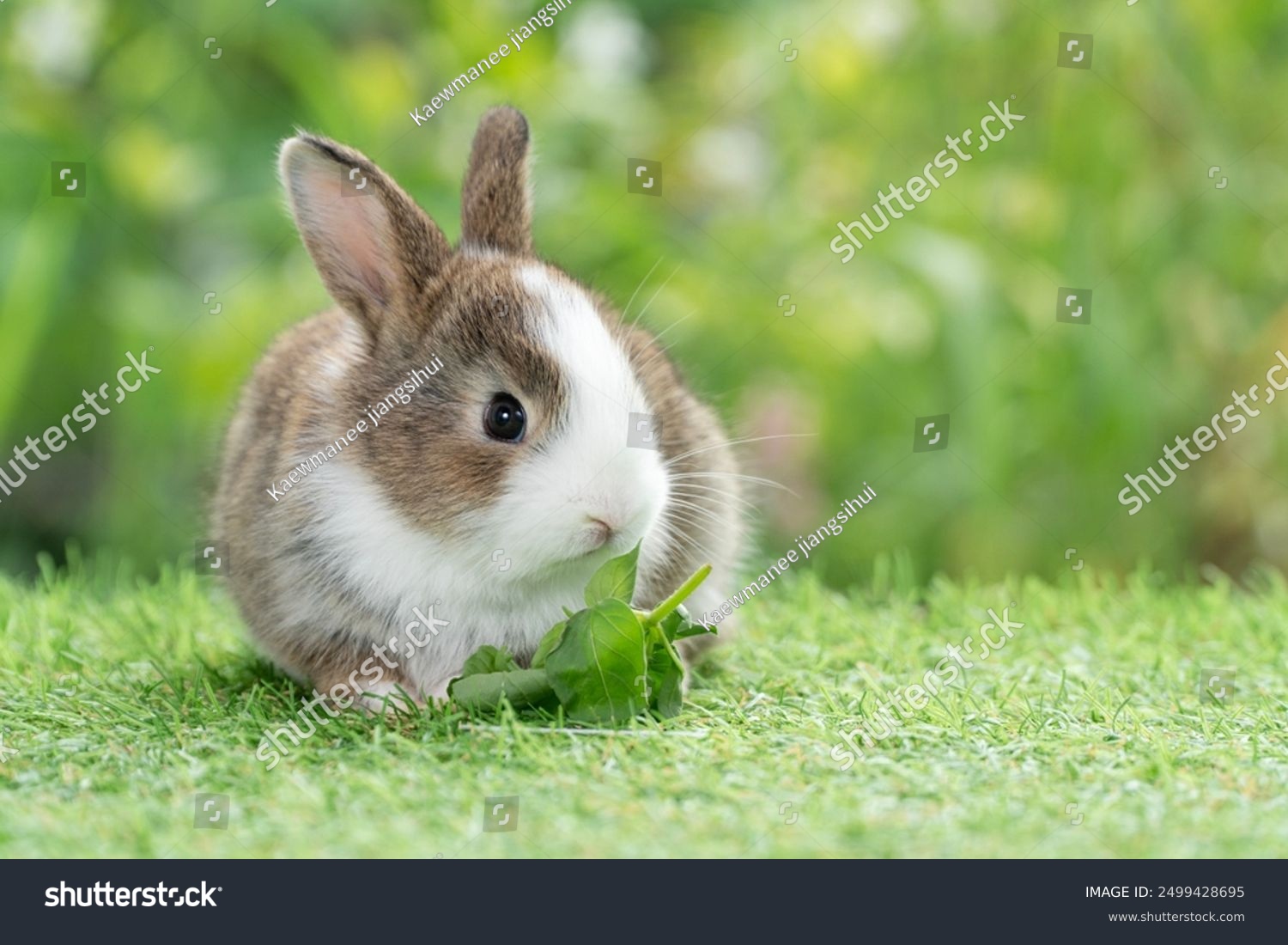 Adorable baby rabbit bunny eating vegetable sitting on green grass spring time over bokeh nature background. Cuddly furry white brown rabbit eat fresh vegetable at outdoor. Easter animal concept.