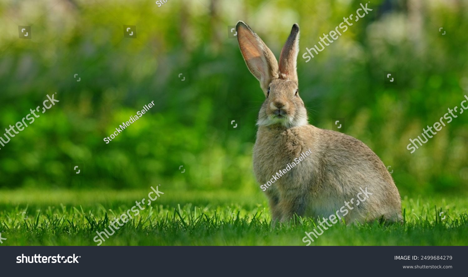 A cute rabbit sits on a lush green meadow its soft fur and long ears creating a charming portrait of this adorable animal in its natural environment.