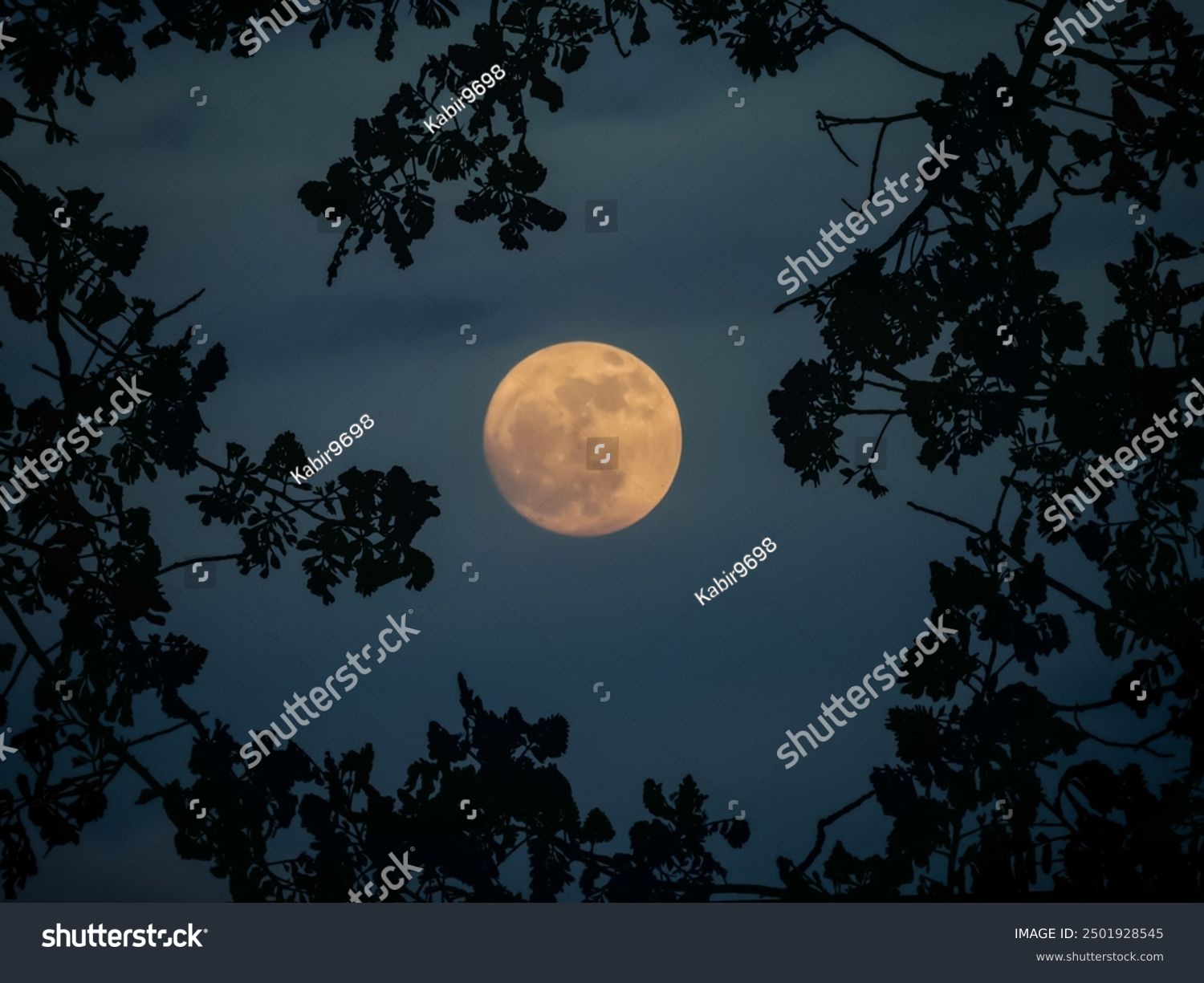 Full moon through the tree branches  view from the ground 