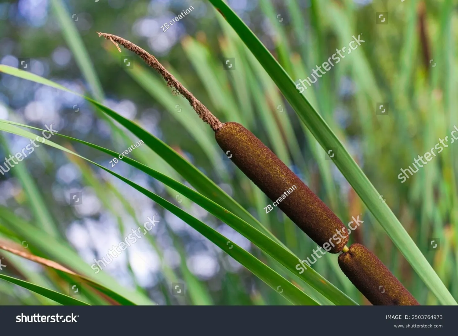 Water Reeds Dark Inflorescence and leaves of water reed with blurred background. Brown ...