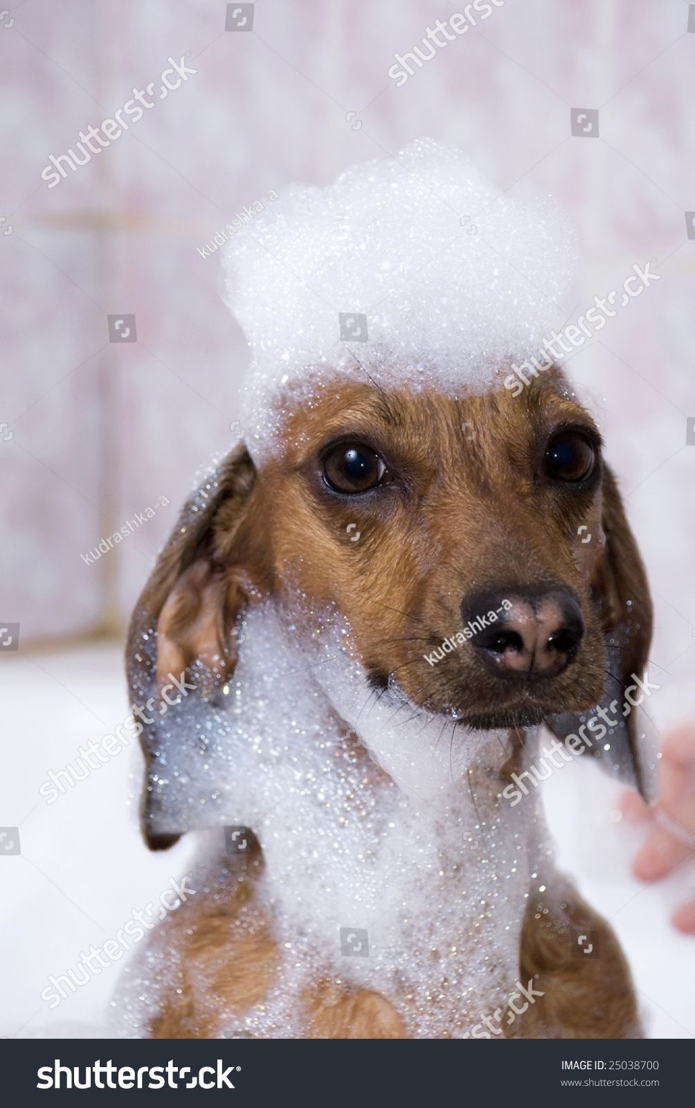 The dog in soap suds
