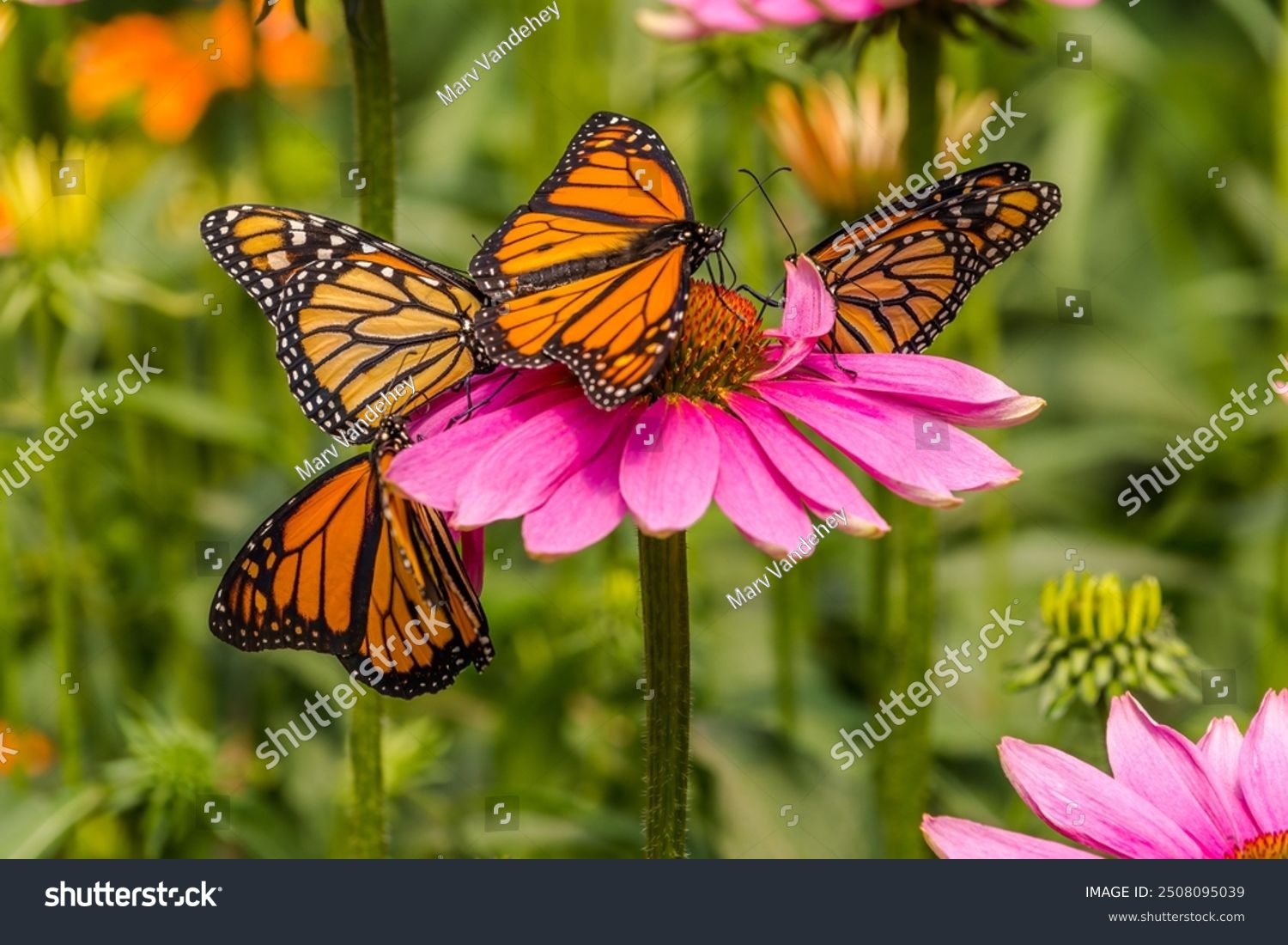 Four monarch butterflies (Danaus plexippus) on a purple coneflower (Echinacea purpurea) in a zoo live butterfly exhibit.