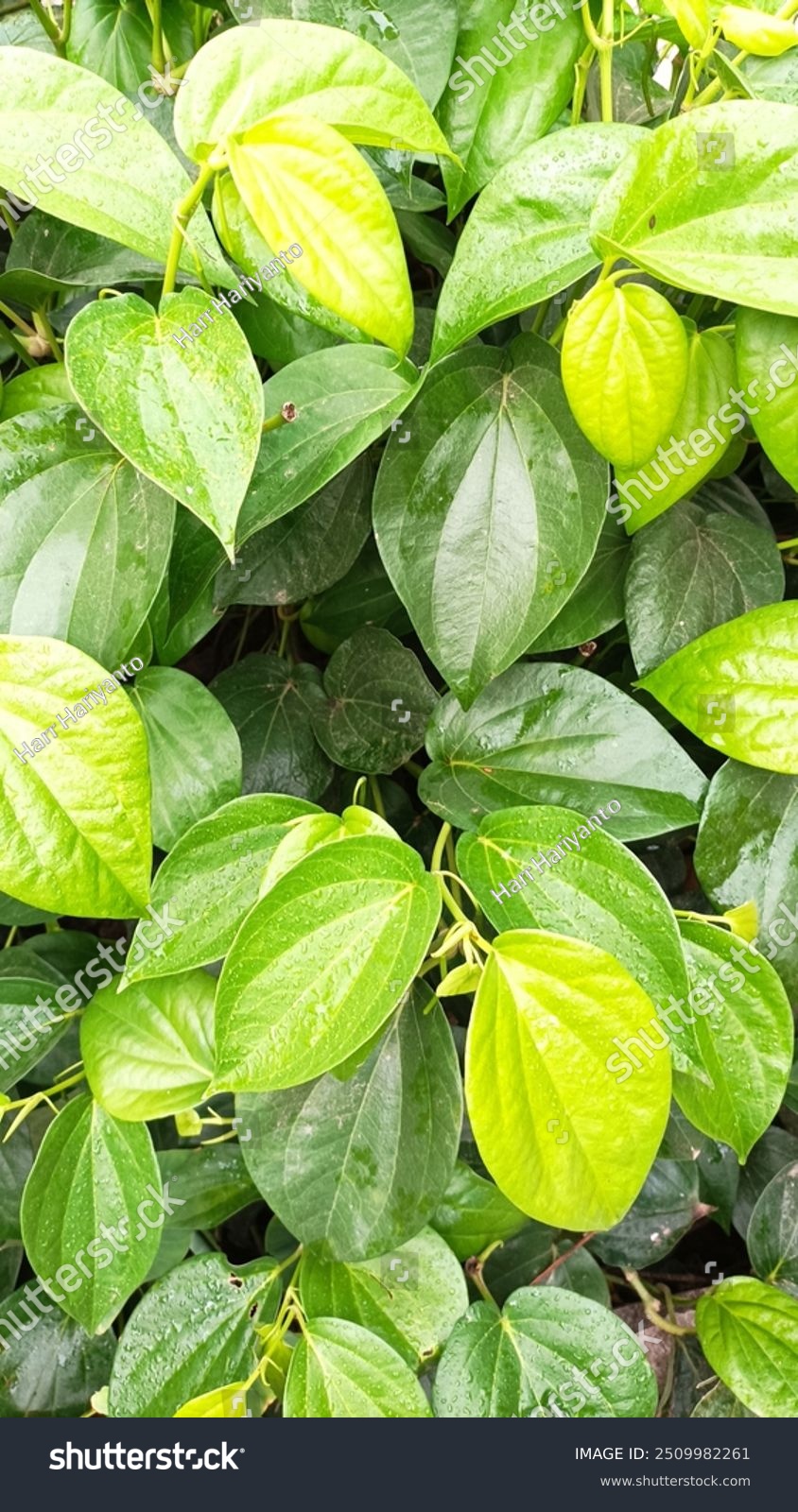 Betel pepper leaf pattern  Wildbetal leafbush wallpaper  green leaf texture background

