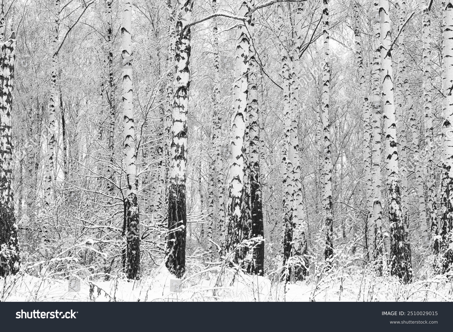 black-and-white photo with white birches with birch bark in birch grove among other birches