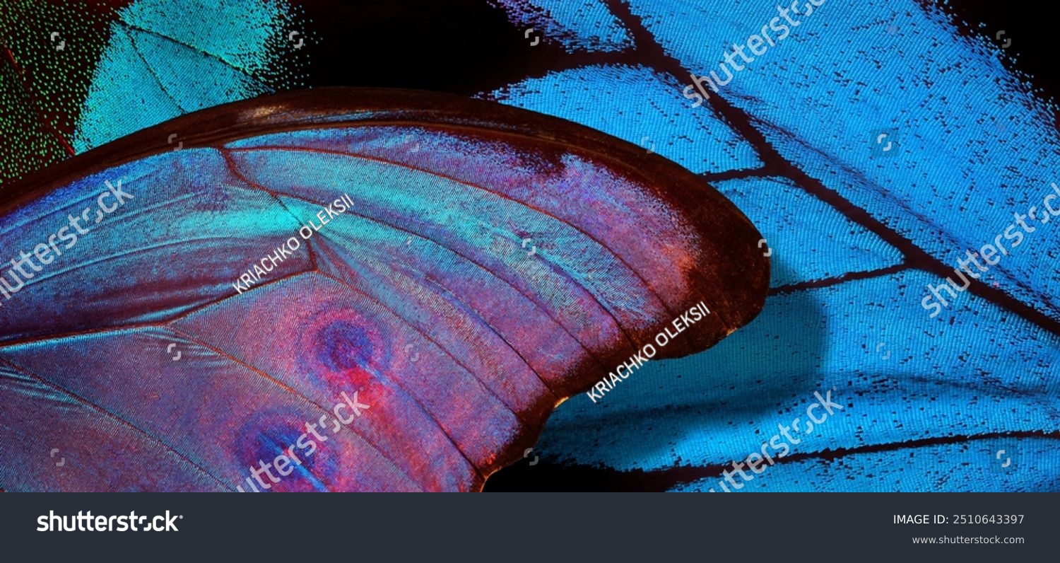 Wings of a butterfly Morpho and Ulysses texture background. Ornament of tropical butterfly wings. Close up