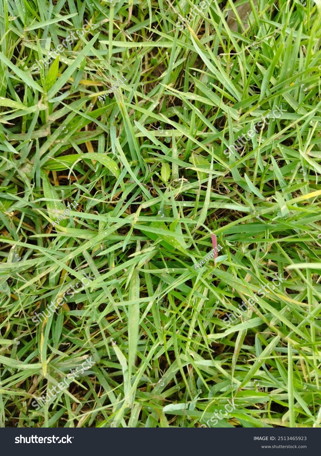 this photo japanese grass is a type of ornamental plant that is
